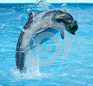 Dolphin plays with a ball in the pool photo