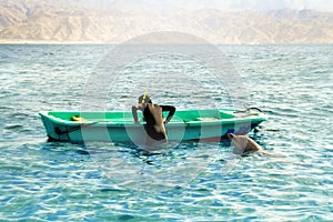 The dolphin plays with a diver near a boat in the Red Sea