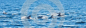 Dolphin pod, Kaikoura, New Zealand