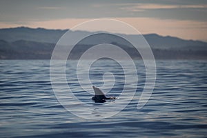 Dolphin poking head out of the water in California