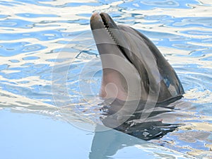 Dolphin in the pool