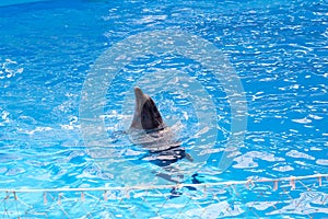 Dolphin in the pool of the Dolphinarium stuck its head out of the water