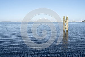 Dolphin in the Port of Eemmeer Spakenburg.