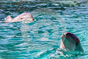 Dolphin portrait looking at you