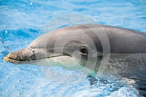 Dolphin portrait looking at you