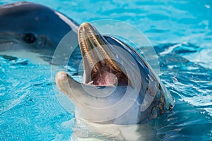 Dolphin portrait looking at you