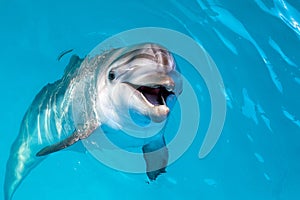 Dolphin portrait while looking at you with open mouth