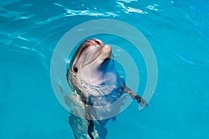 Dolphin portrait while looking at you with open mouth