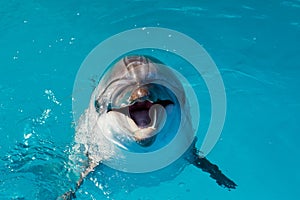 Dolphin portrait while looking at you with open mouth