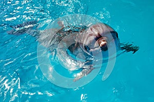 Dolphin portrait while looking at you with open mouth