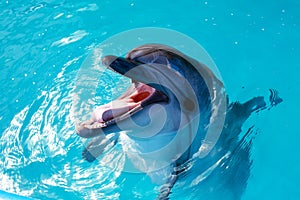 Dolphin portrait while looking at you with open mouth