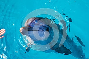 Dolphin portrait while looking at you with open mouth