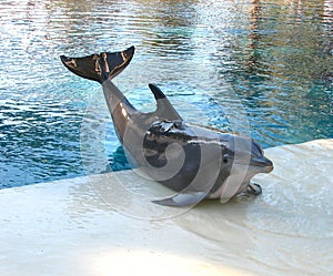 Dolphin Posing