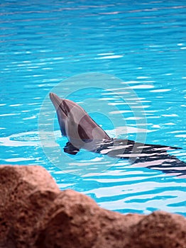 Dolphin posing in a pool