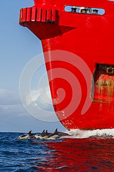 Dolphin and red cargo ship