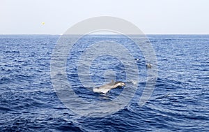 Dolphin in Red Sea