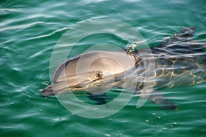 Dolphin in the Red Sea.