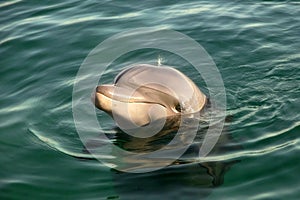 Dolphin in the Red Sea.