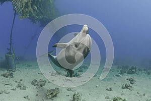 Dolphin , red sea