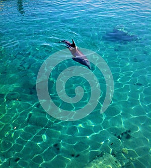 Dolphin in Red Sea