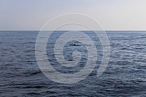 The Dolphin's backs above the water, Sri Lanka