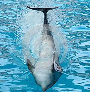 Dolphin`s tail over the water