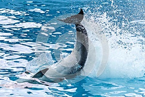 Dolphin`s tail over the water