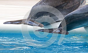 Dolphin`s tail over the water