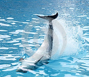 Dolphin`s tail over the water