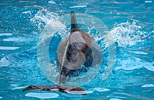 Dolphin`s tail over the water