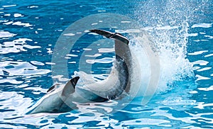 Dolphin`s tail over the water