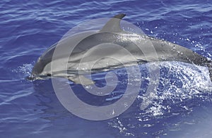 Dolphin on sardinia water