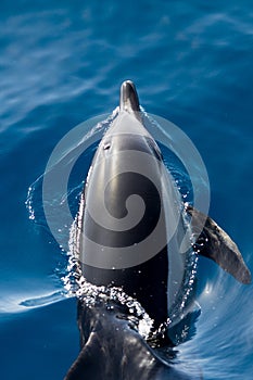 A dolphin in the sea