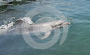 Dolphin in the sea