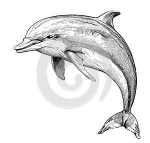 Dolphin sea animal sketch hand drawn in doodle style Vector illustration