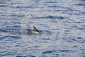 Dolphin in the blue sea photo