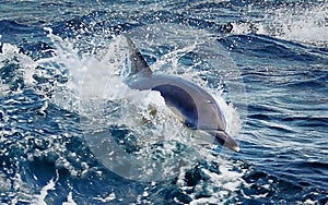 Dolphin in Sea Water