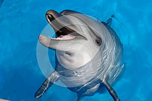 Dolphin in Sevastopol Dolphinarium