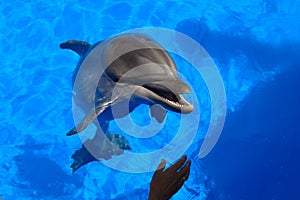 Dolphin in Sevastopol Dolphinarium