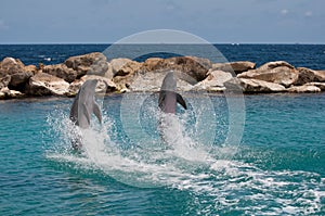 Dolphin Show