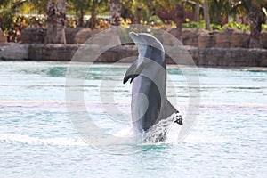 Dolphin Show Atlantis Bahamas