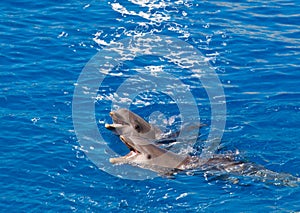 Dolphin show in Barcelona