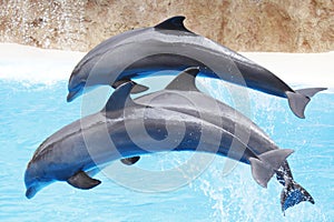 Dolphin show