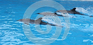 Dolphin show in Loro Parque photo