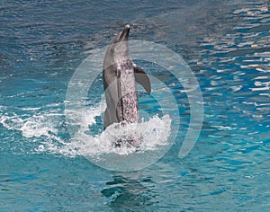Dolphin show standing in water