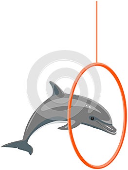 Dolphin showing tricks, jumping through hoop. Marine mammal is performing in dolphinarium