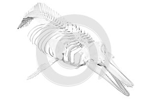 Dolphin skeleton