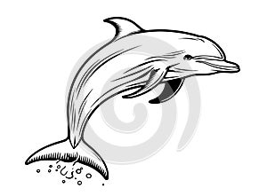 Dolphin sketch hand drawn Vector illustration Sea animals