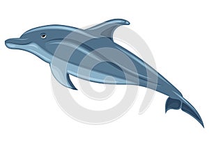 Dolphin