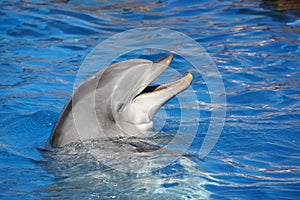 Dolphin smiling